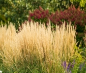 2020 09 19 LongFellowGardens 029